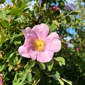 Meet your Posher, Gab